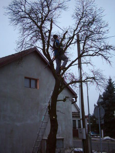 Ošetření stromů
