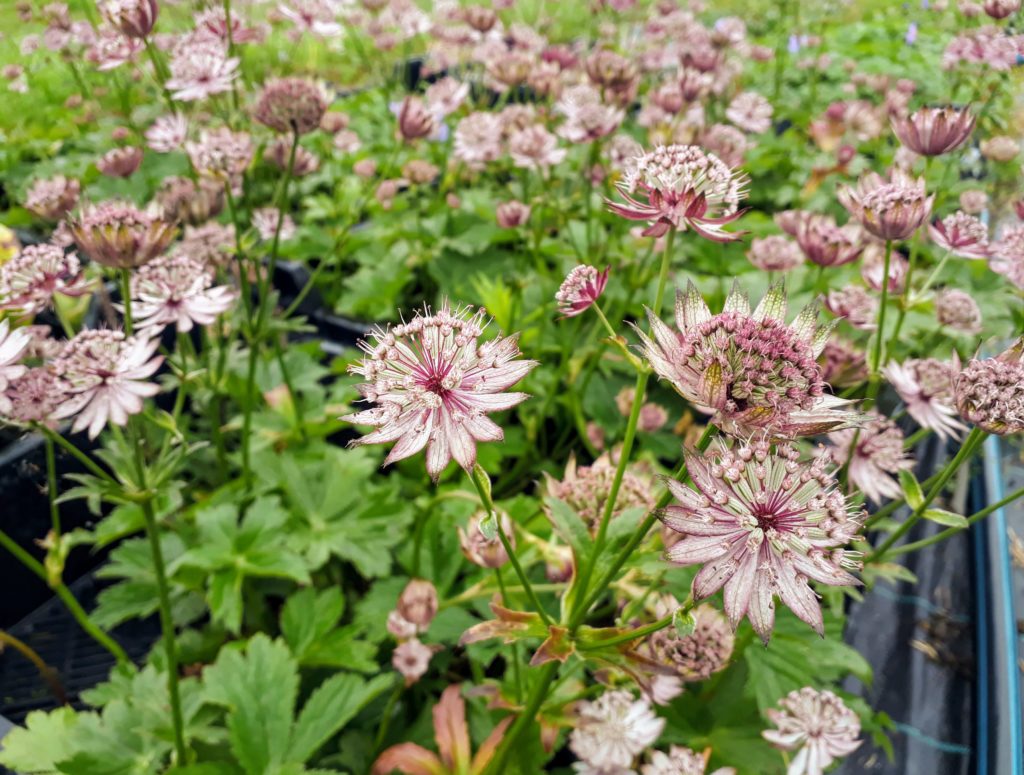 Astrantia