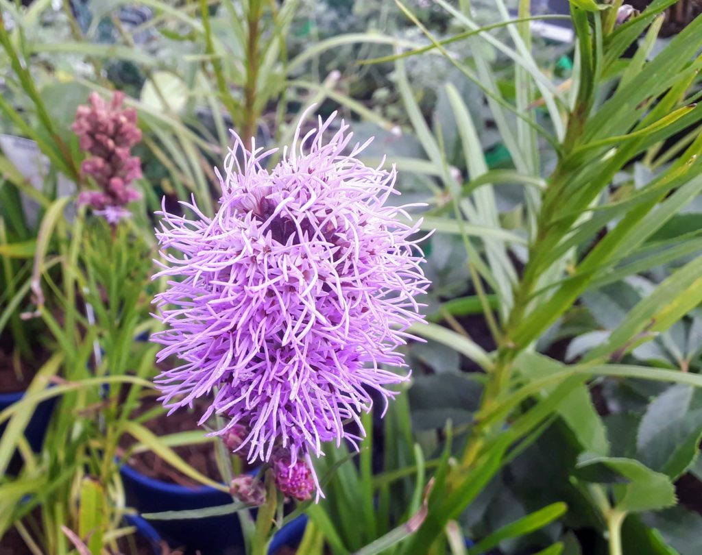Liatris