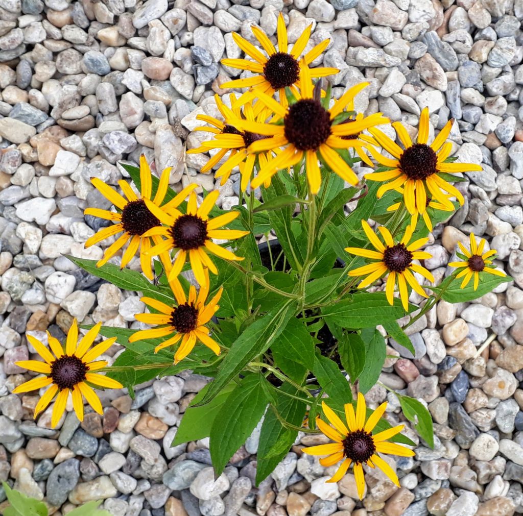 Rudbeckia