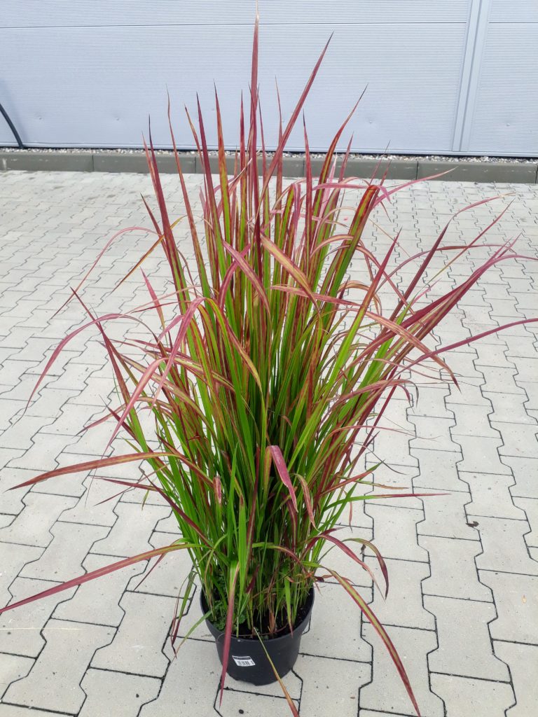 Imperata cylindrica