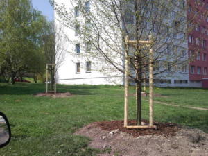 PRESAZENE-STROMY-KAUFLAND-MELNIK_large2 (1)