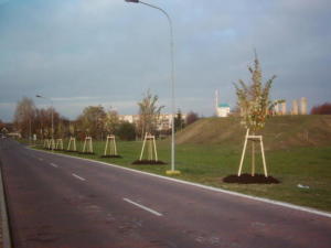 liniove-vysadby large2