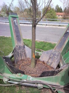 presazeni-stromu large2